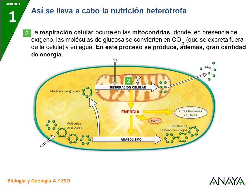 UNIDAD 7 UNIDAD 1. UNIDAD 7. UNIDAD 7. UNIDAD 7. UNIDAD 7. Así se lleva a cabo la nutrición heterótrofa.