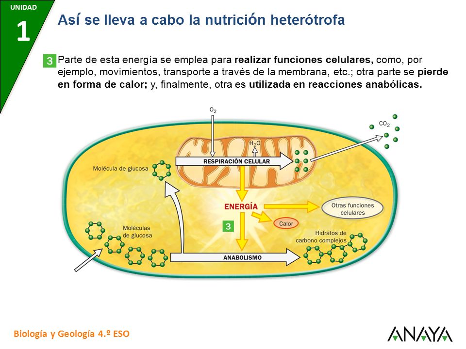 UNIDAD 7 UNIDAD 1. UNIDAD 7. UNIDAD 7. UNIDAD 7. UNIDAD 7. Así se lleva a cabo la nutrición heterótrofa.