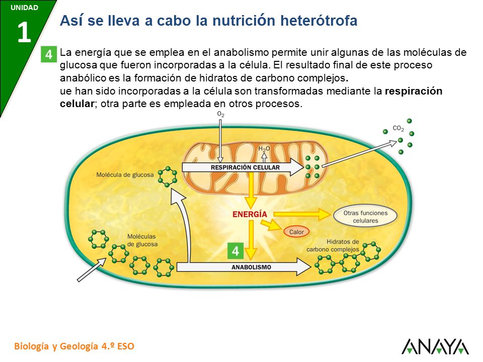 UNIDAD 7 UNIDAD 1. UNIDAD 7. UNIDAD 7. UNIDAD 7. UNIDAD 7. Así se lleva a cabo la nutrición heterótrofa.
