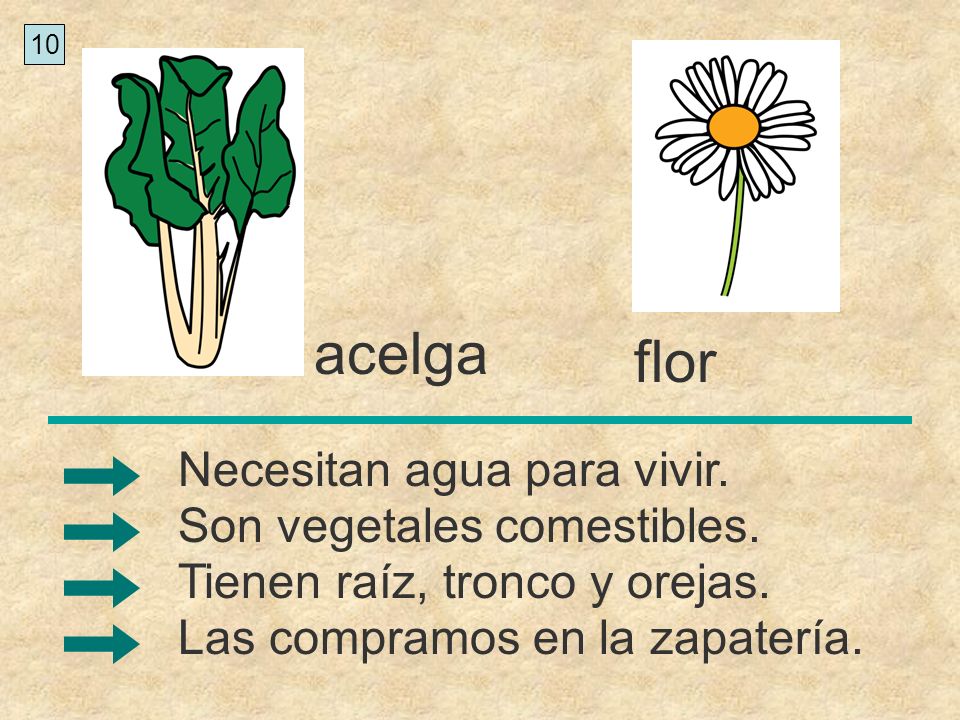 acelga flor Necesitan agua para vivir. Son vegetales comestibles.