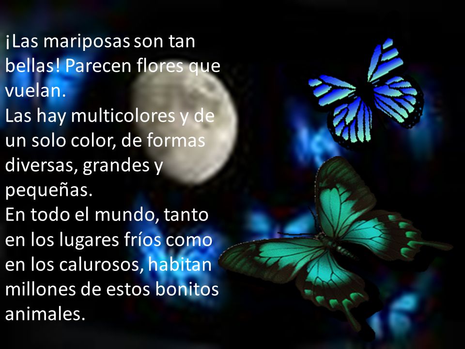 ¡Las mariposas son tan bellas! Parecen flores que vuelan.