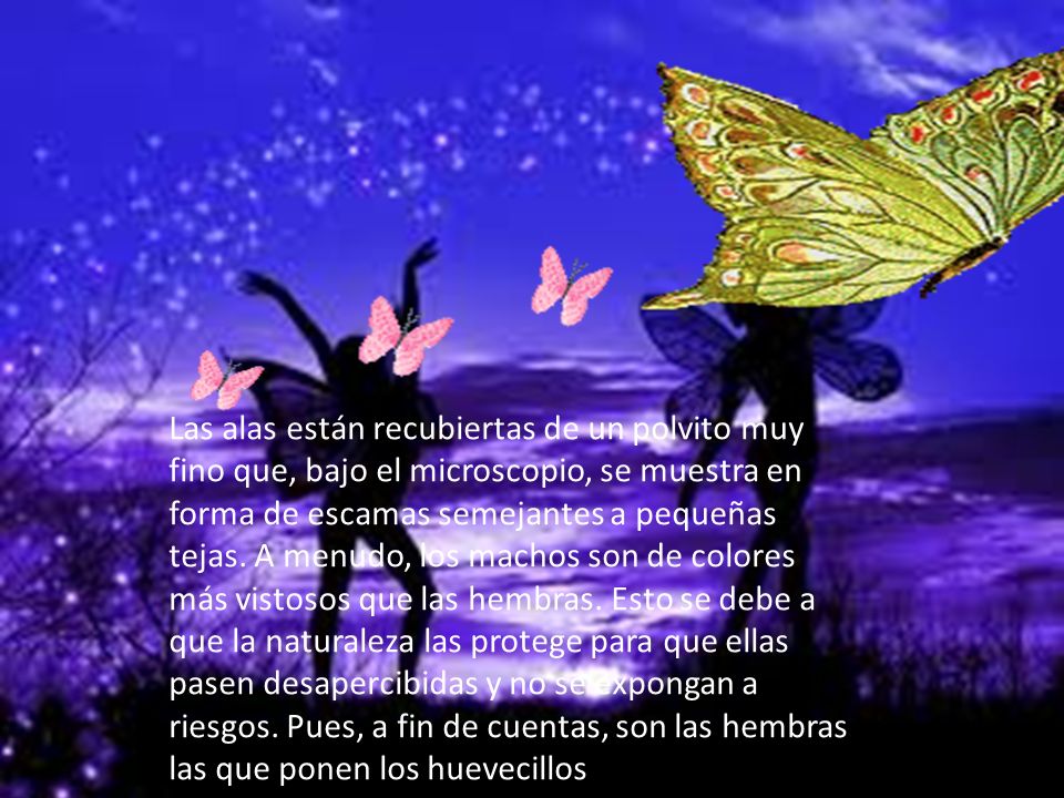 Las alas están recubiertas de un polvito muy fino que, bajo el microscopio, se muestra en forma de escamas semejantes a pequeñas tejas.