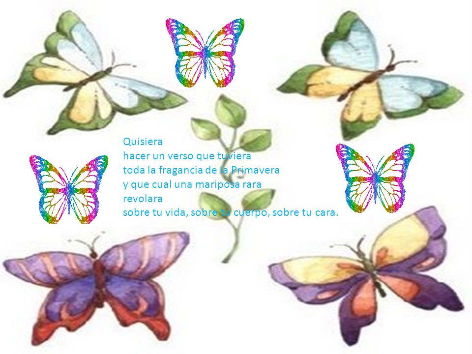 Quisiera hacer un verso que tuviera toda la fragancia de la Primavera y que cual una mariposa rara revolara sobre tu vida, sobre tu cuerpo, sobre tu cara.