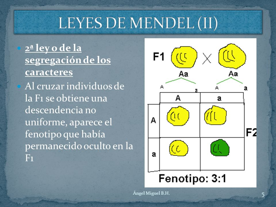 LEYES DE MENDEL (II) 2ª ley o de la segregación de los caracteres