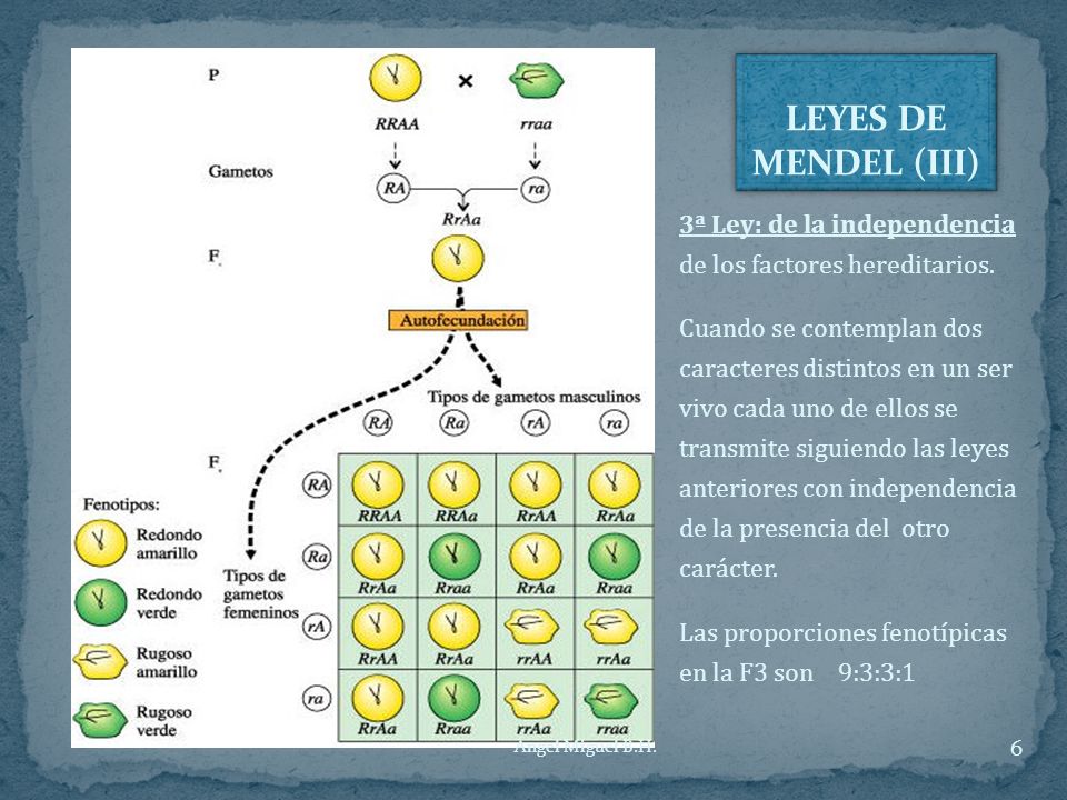 LEYES DE MENDEL (III) 3ª Ley: de la independencia de los factores hereditarios.