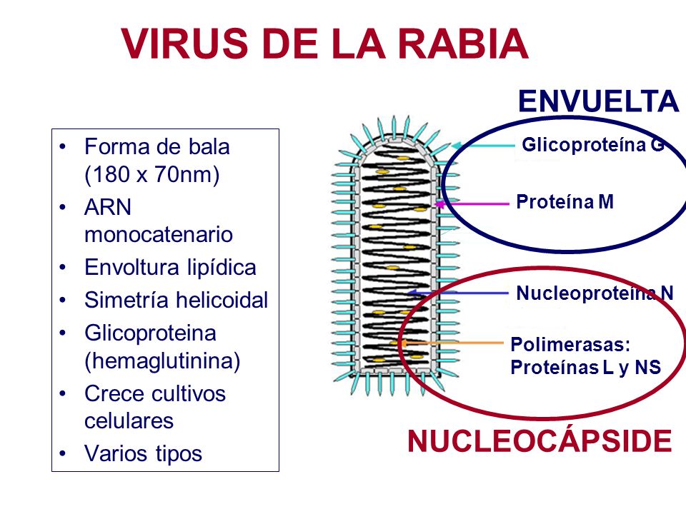 VIRUS DE LA RABIA ENVUELTA NUCLEOCÁPSIDE Forma de bala (180 x 70nm)