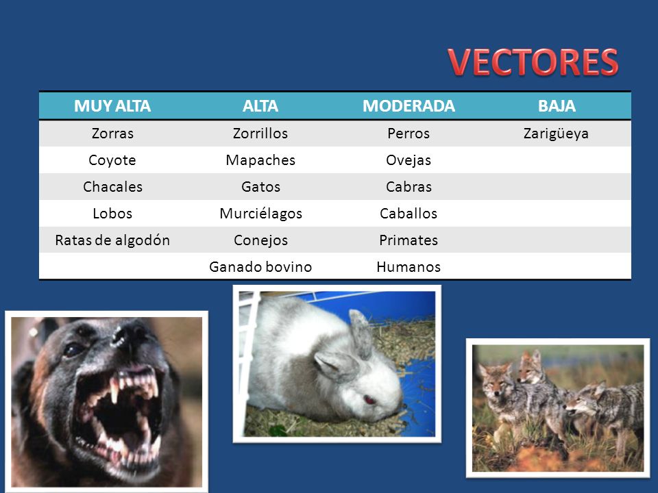 VECTORES MUY ALTA ALTA MODERADA BAJA Zorras Zorrillos Perros Zarigüeya