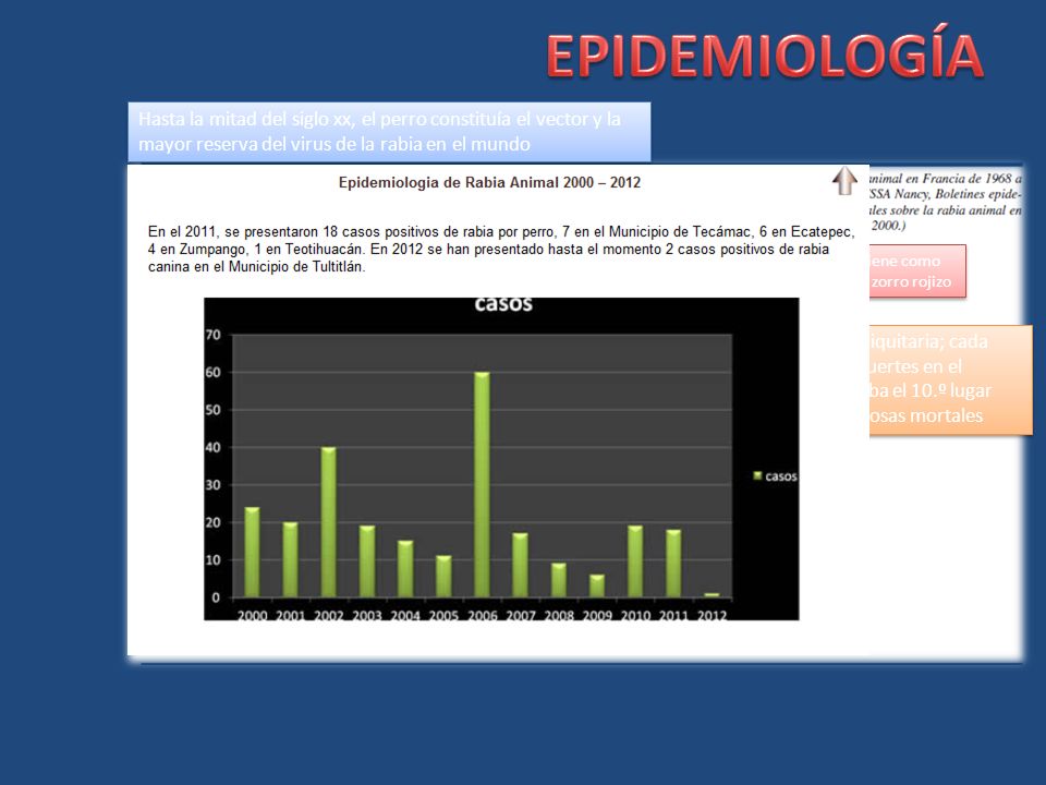 EPIDEMIOLOGÍA Hasta la mitad del siglo xx, el perro constituía el vector y la mayor reserva del virus de la rabia en el mundo.