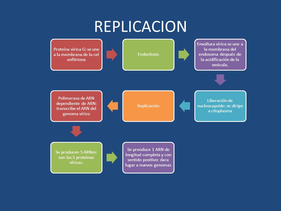 REPLICACION Proteína vírica G: se une a la membrana de la cel anfitriona. Endocitosis.