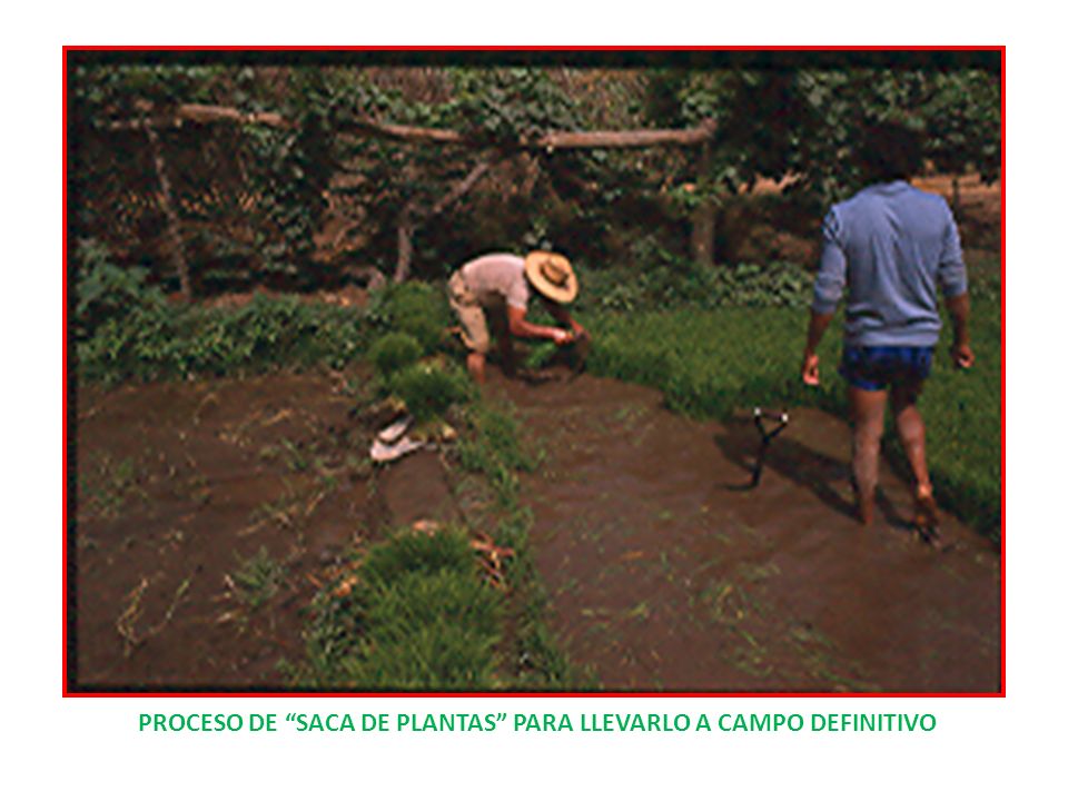 PROCESO DE SACA DE PLANTAS PARA LLEVARLO A CAMPO DEFINITIVO