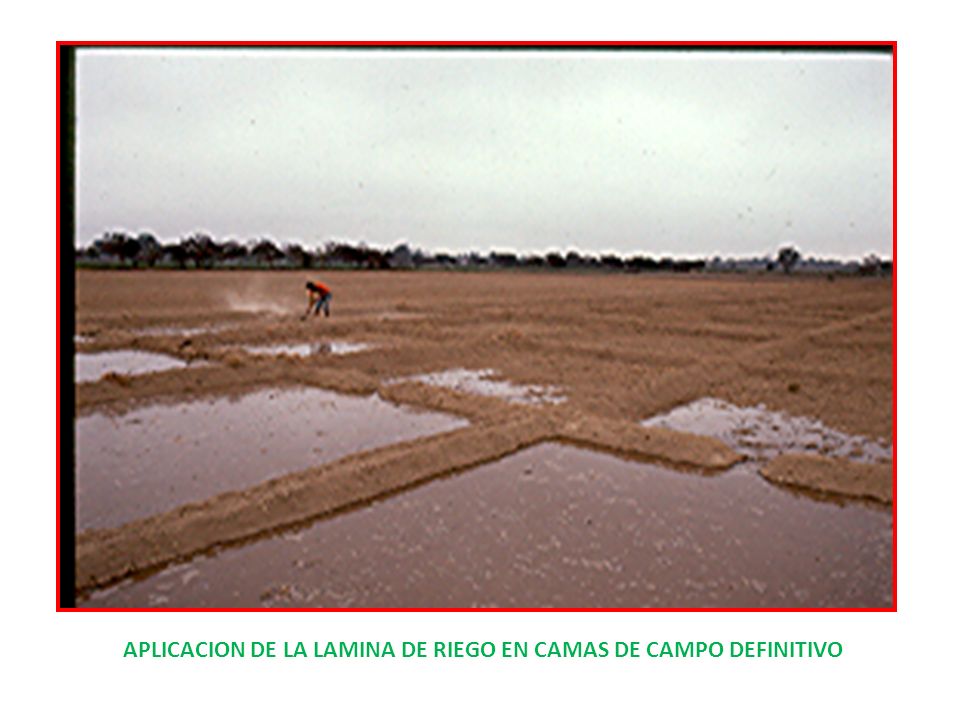 APLICACION DE LA LAMINA DE RIEGO EN CAMAS DE CAMPO DEFINITIVO
