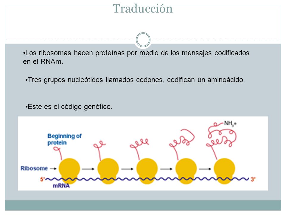 Traducción Los ribosomas hacen proteínas por medio de los mensajes codificados en el RNAm.
