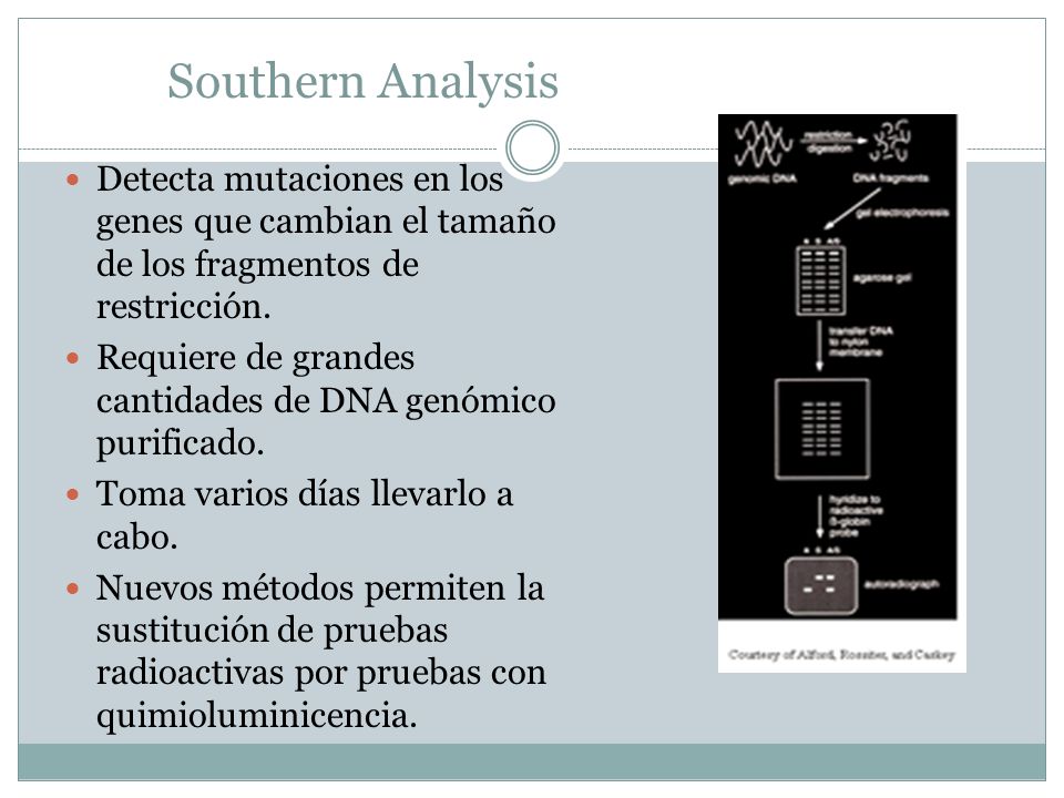 Southern Analysis Detecta mutaciones en los genes que cambian el tamaño de los fragmentos de restricción.