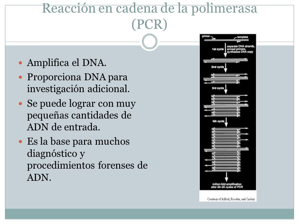 Reacción en cadena de la polimerasa (PCR)