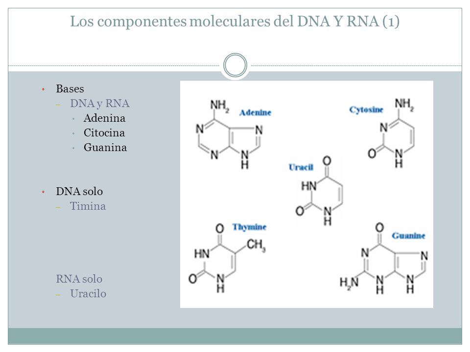 Los componentes moleculares del DNA Y RNA (1)