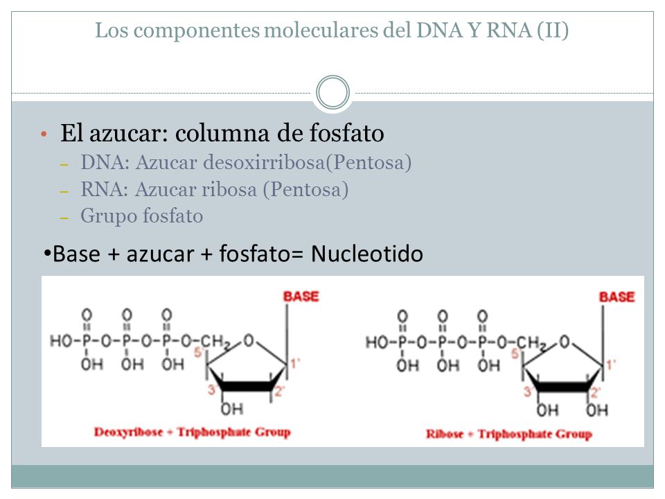 Los componentes moleculares del DNA Y RNA (II)
