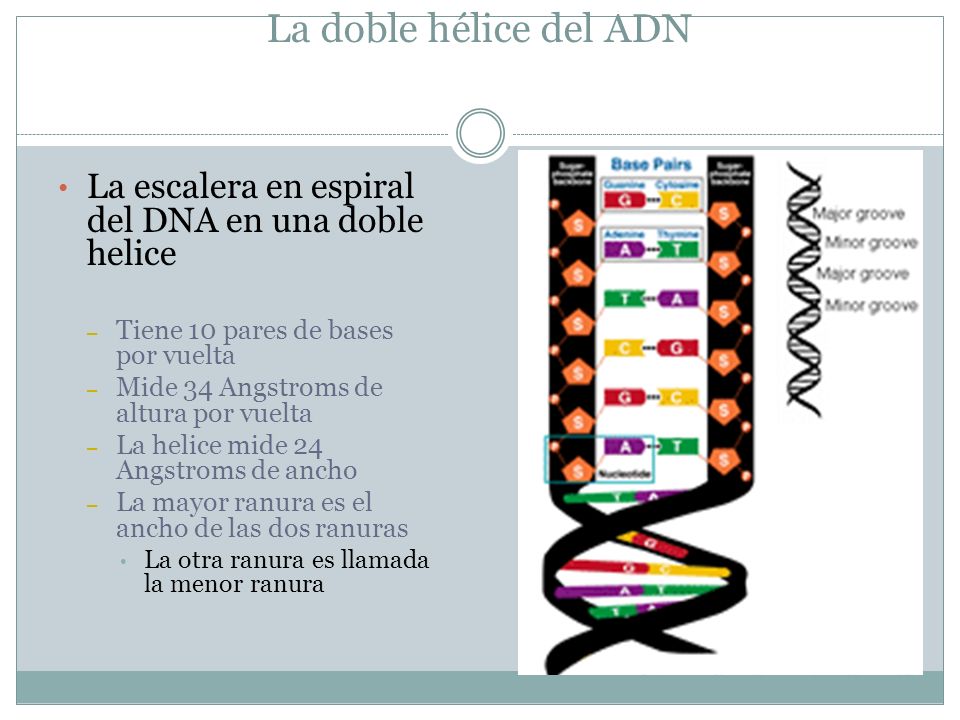La doble hélice del ADN La escalera en espiral del DNA en una doble helice. Tiene 10 pares de bases por vuelta.