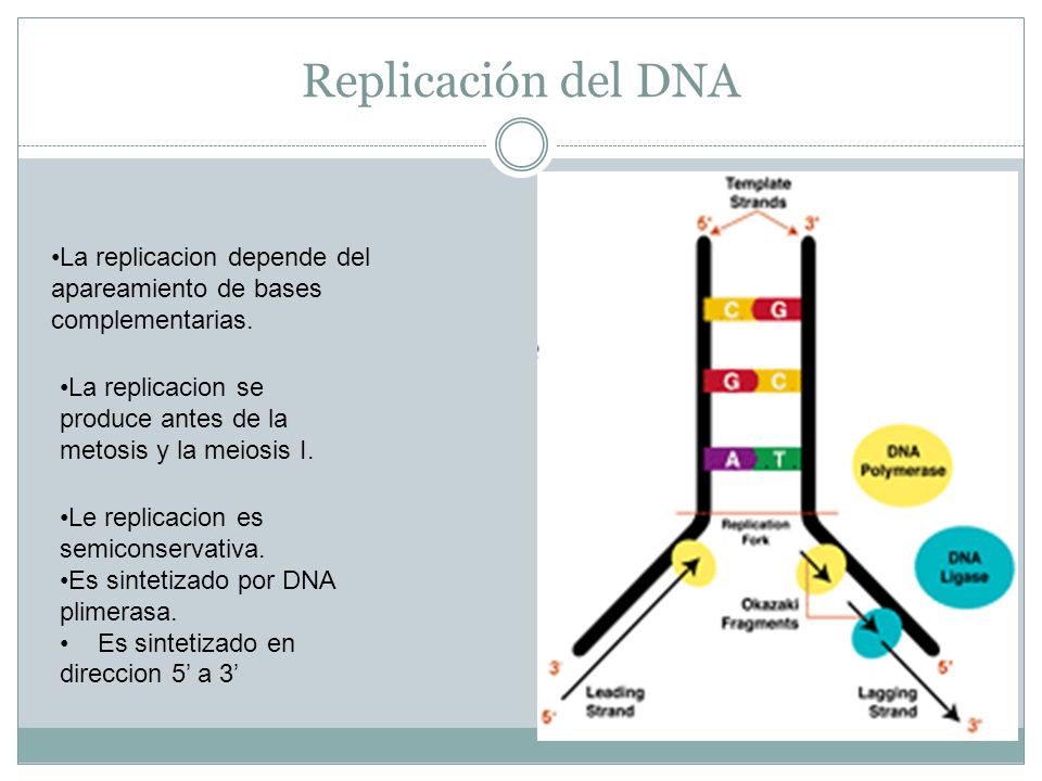 Replicación del DNA La replicacion depende del apareamiento de bases complementarias. La replicacion se produce antes de la metosis y la meiosis I.
