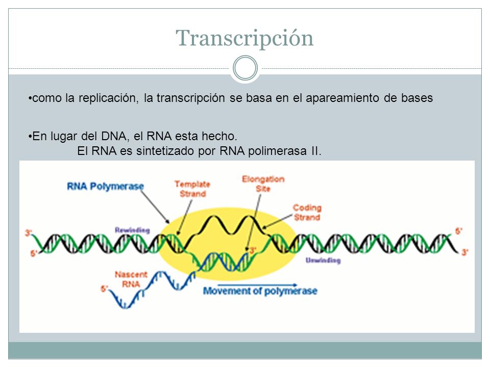 Transcripción como la replicación, la transcripción se basa en el apareamiento de bases. En lugar del DNA, el RNA esta hecho.