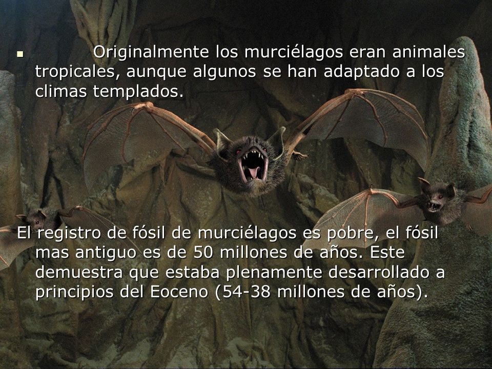 Originalmente los murciélagos eran animales tropicales, aunque algunos se han adaptado a los climas templados.