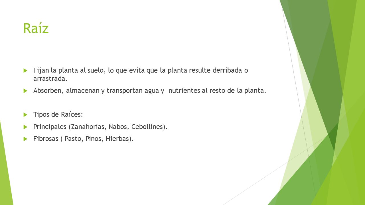 Raíz Fijan la planta al suelo, lo que evita que la planta resulte derribada o arrastrada.