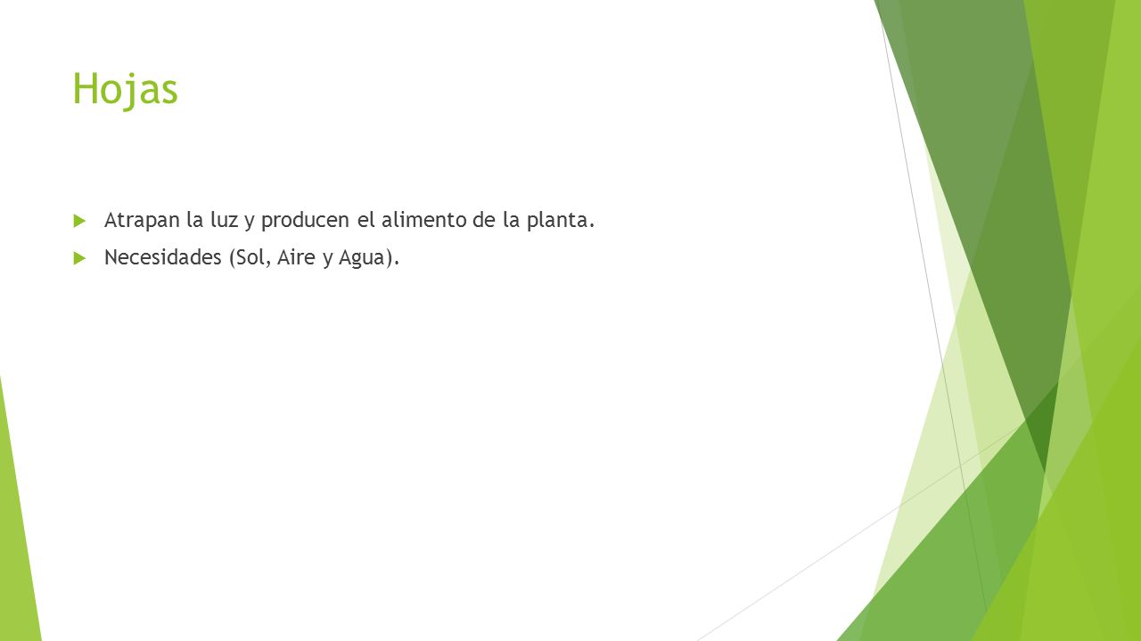 Hojas Atrapan la luz y producen el alimento de la planta.