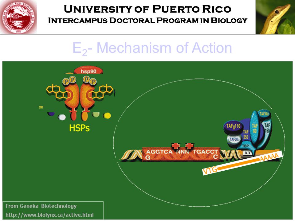 University of Puerto Rico Intercampus Doctoral Program in Biology