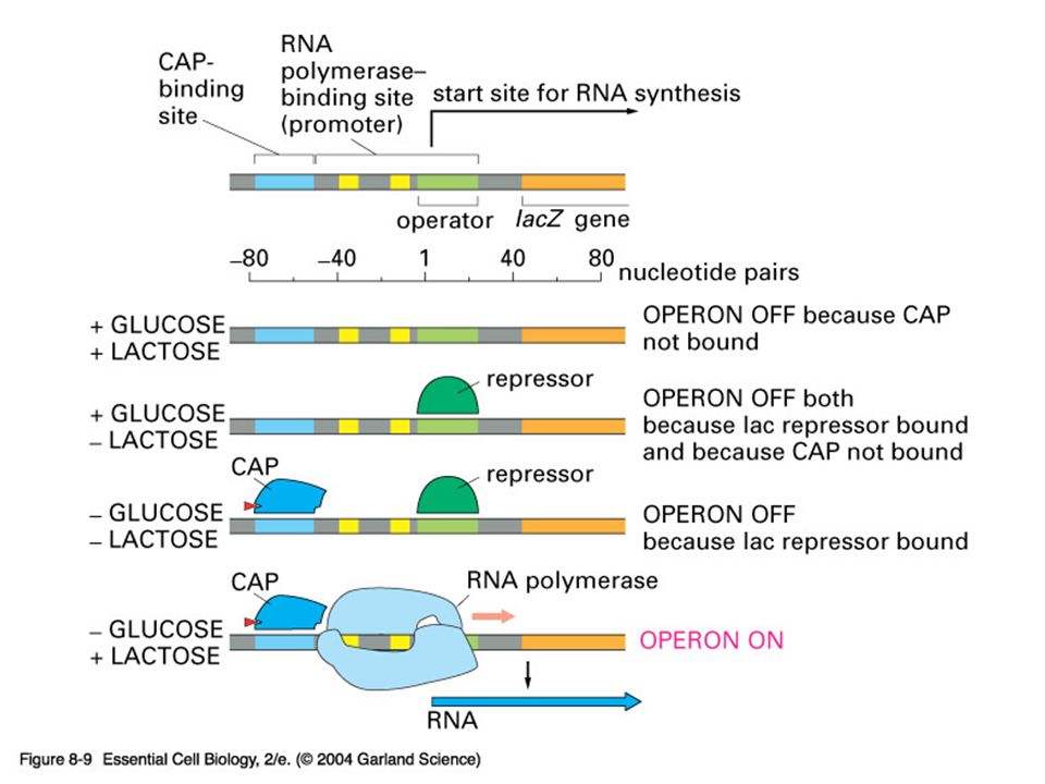 08_09_lac operon.jpg 08_09_lac operon.jpg – Un activador y un represor controlan el operon de Lactosa.