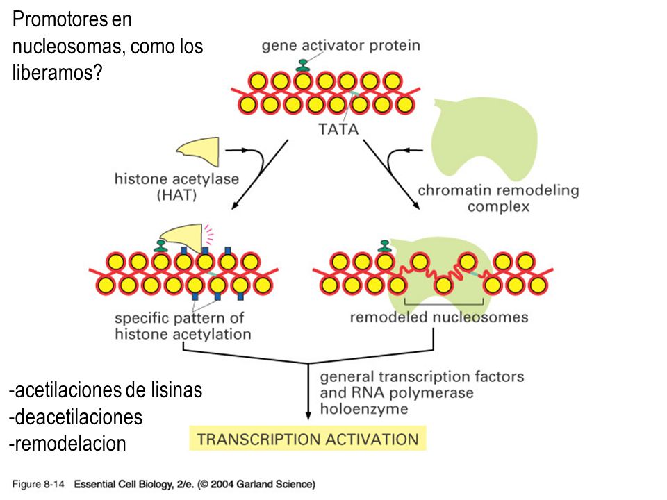 08_14_chromatin.struc.jpg Promotores en nucleosomas, como los liberamos 08_14_chromatin.struc.jpg.