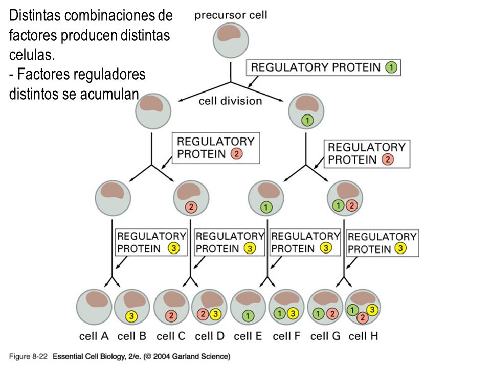 08_22_cell.types.jpg Distintas combinaciones de factores producen distintas celulas. - Factores reguladores distintos se acumulan.