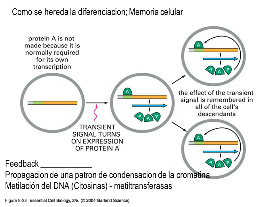 08_23_cell.memory.jpg Como se hereda la diferenciacion; Memoria celular. 08_23_cell.memory.jpg.