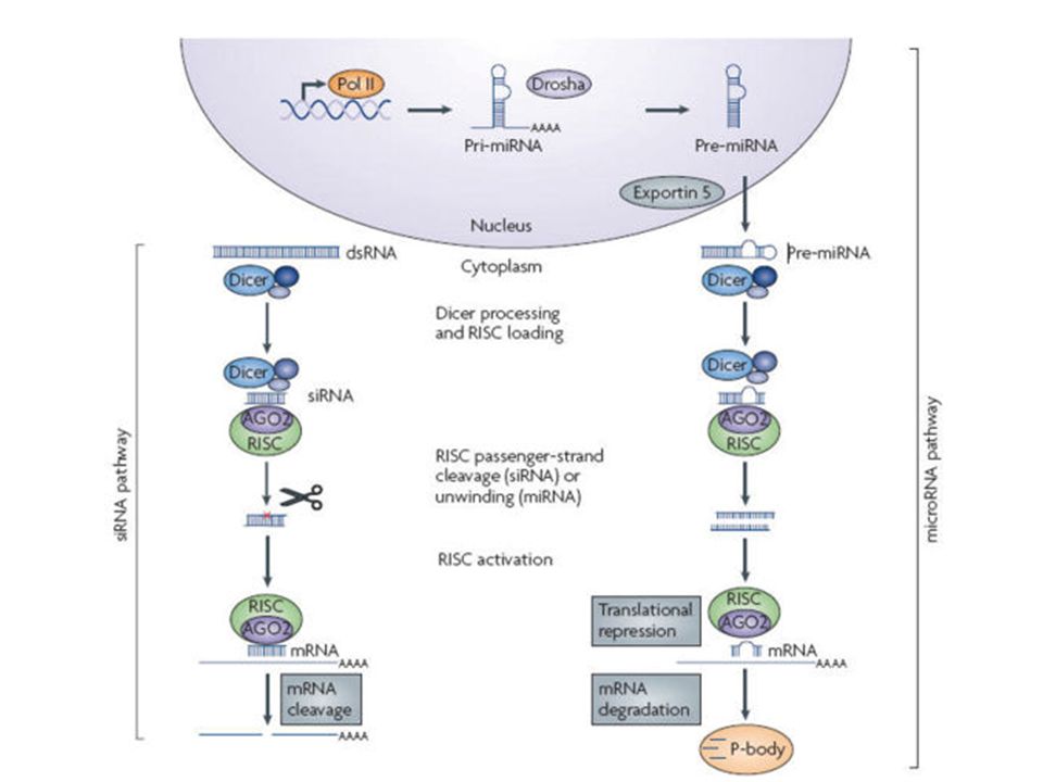 Ambas rutas: Micro RNA para degradar mRNAs o regular traduccion.