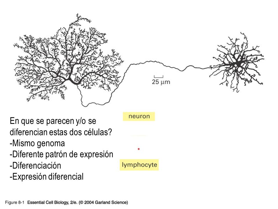 08_01_same.genome.jpg En que se parecen y/o se diferencian estas dos células Mismo genoma. Diferente patrón de expresión.