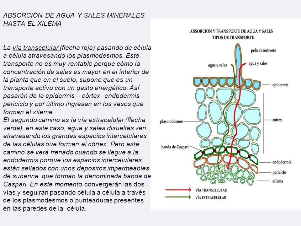 ABSORCIÓN DE AGUA Y SALES MINERALES HASTA EL XILEMA La vía transcelular (flecha roja) pasando de célula a célula atravesando los plasmodesmos.