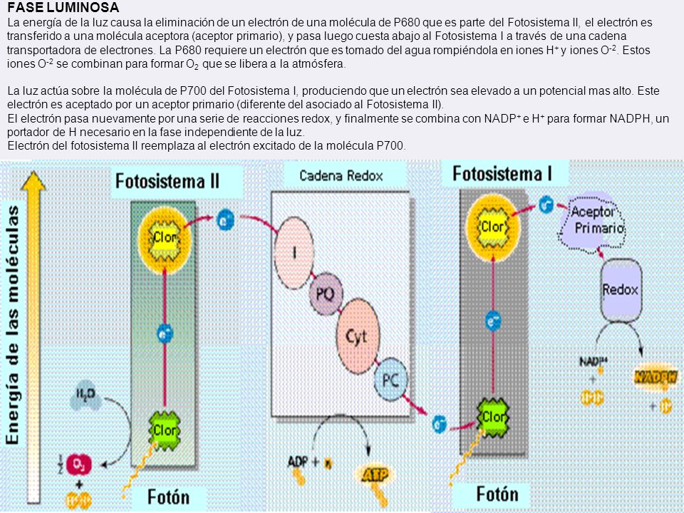 FASE LUMINOSA La energía de la luz causa la eliminación de un electrón de una molécula de P680 que es parte del Fotosistema II, el electrón es transferido a una molécula aceptora (aceptor primario), y pasa luego cuesta abajo al Fotosistema I a través de una cadena transportadora de electrones.