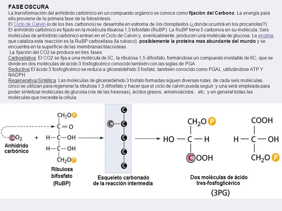 FASE OSCURA La transformación del anhídrido carbónico en un compuesto orgánico se conoce como fijación del Carbono.