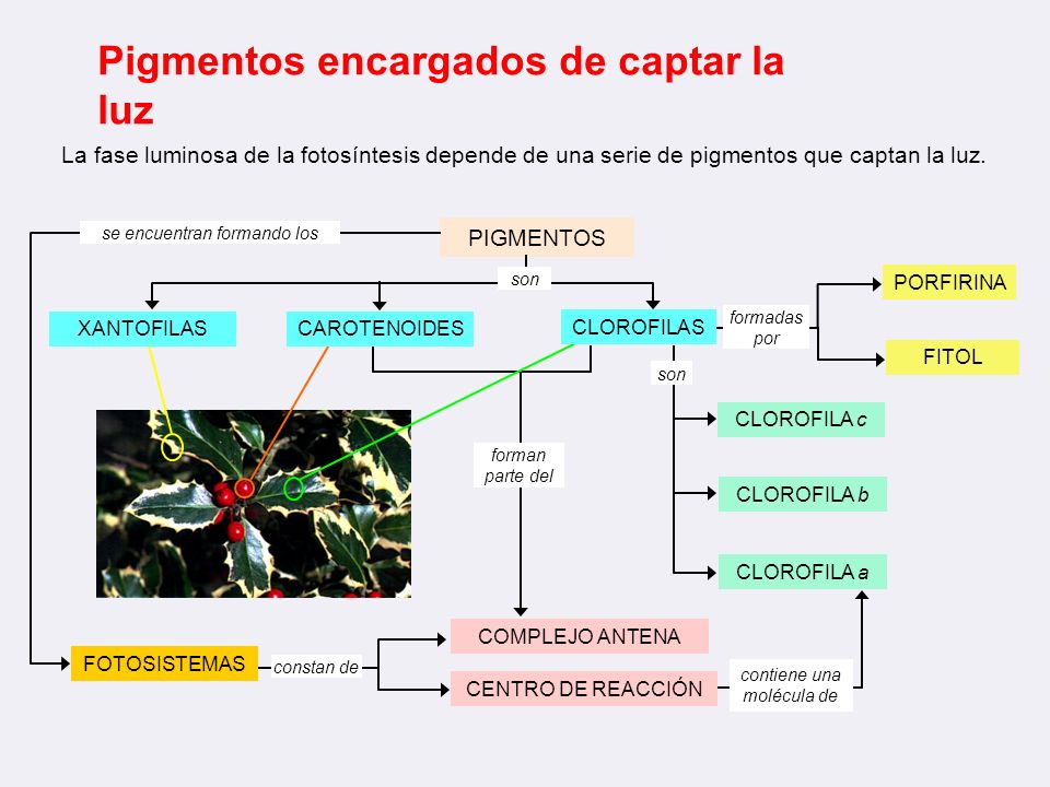 Pigmentos encargados de captar la luz