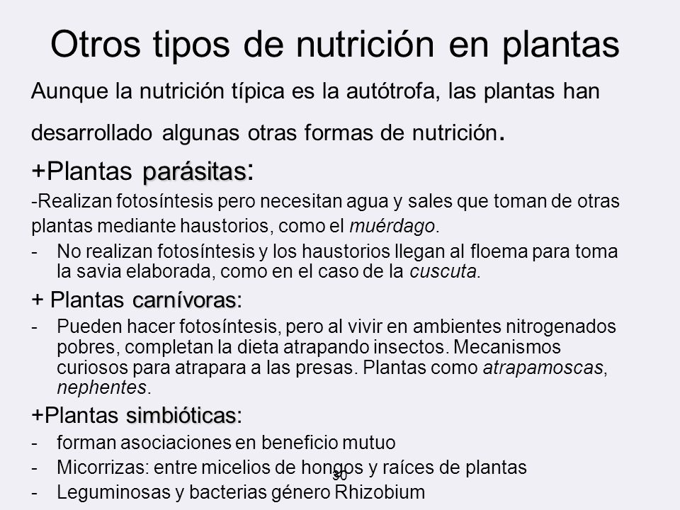 Otros tipos de nutrición en plantas
