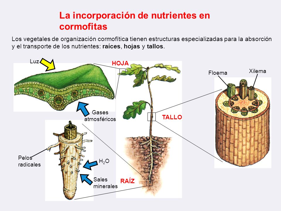La incorporación de nutrientes en cormofitas