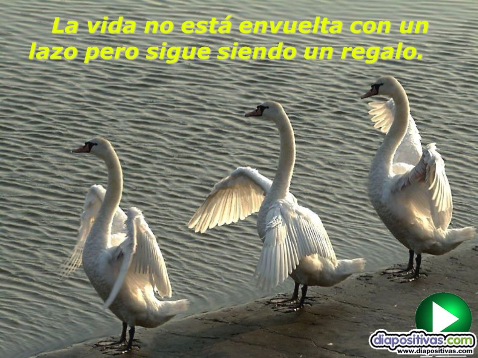 La vida no está envuelta con un lazo pero sigue siendo un regalo.