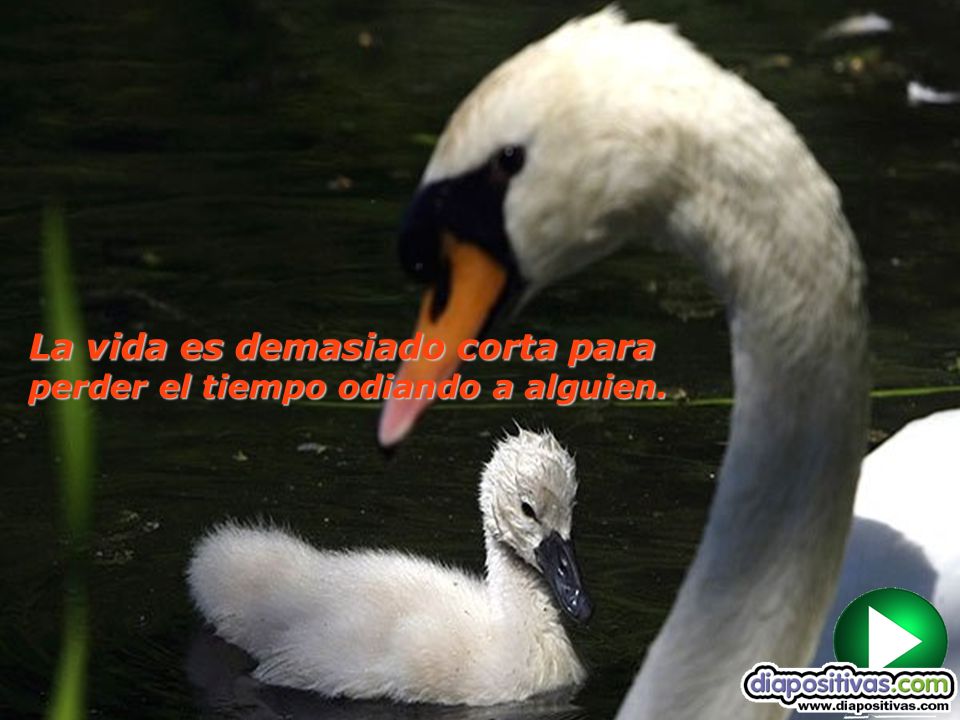 La vida es demasiado corta para perder el tiempo odiando a alguien.