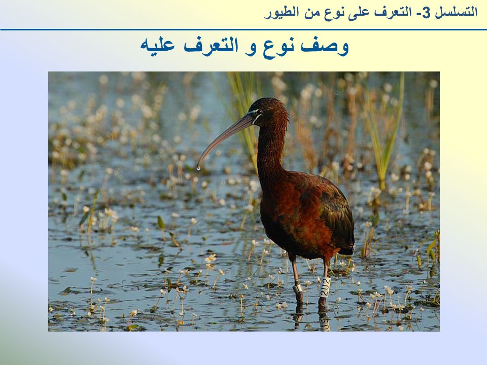 وصف نوع و التعرف عليه التسلسل 3- التعرف على نوع من الطيور
