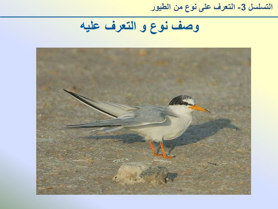 وصف نوع و التعرف عليه التسلسل 3- التعرف على نوع من الطيور