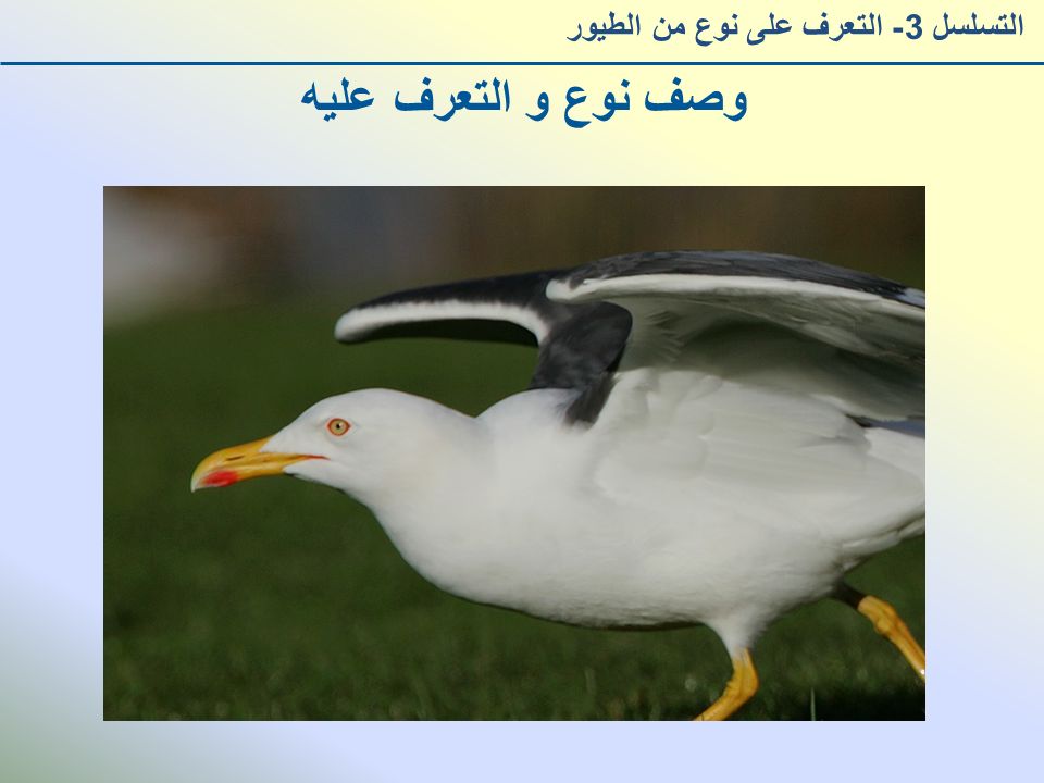 وصف نوع و التعرف عليه التسلسل 3- التعرف على نوع من الطيور
