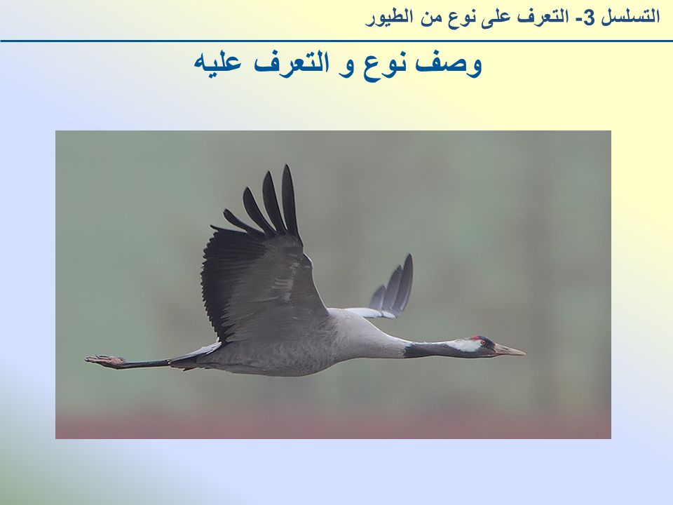 وصف نوع و التعرف عليه التسلسل 3- التعرف على نوع من الطيور