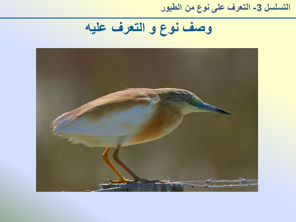 وصف نوع و التعرف عليه التسلسل 3- التعرف على نوع من الطيور