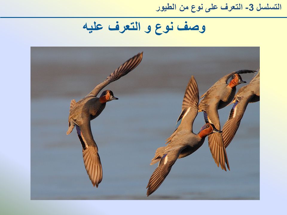 وصف نوع و التعرف عليه التسلسل 3- التعرف على نوع من الطيور