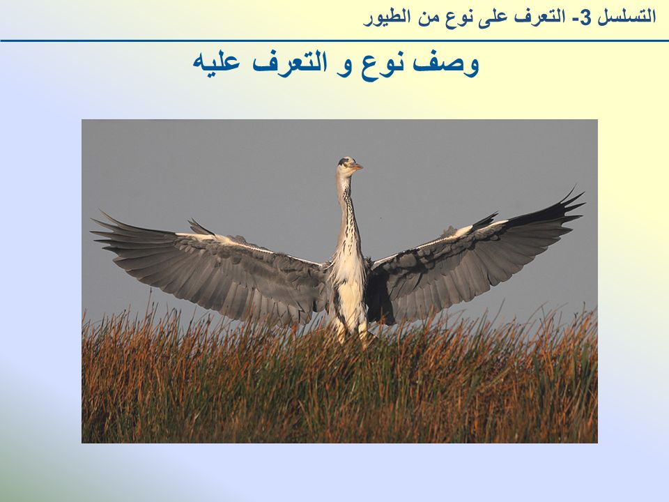 وصف نوع و التعرف عليه التسلسل 3- التعرف على نوع من الطيور