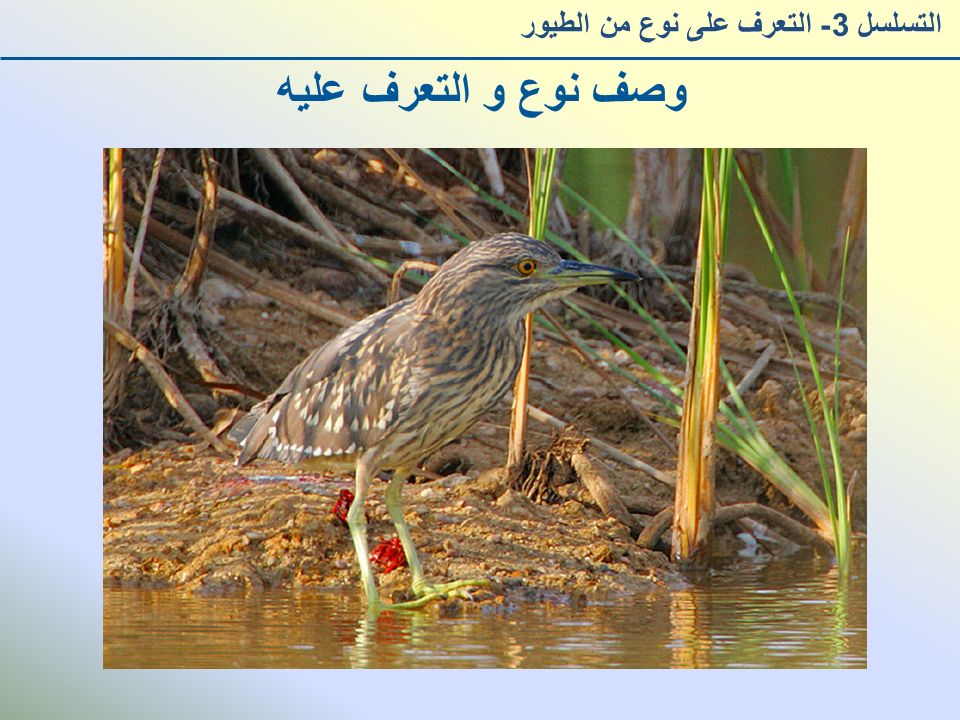 وصف نوع و التعرف عليه التسلسل 3- التعرف على نوع من الطيور