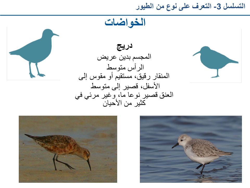 الخواضات التسلسل 3- التعرف على نوع من الطيور المجسم بدين عريض